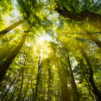 under the canopy wellbeing