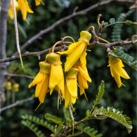 canopy cancer care about cancer