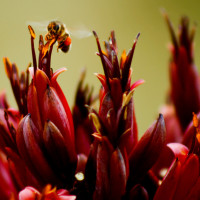 canopy cancer care hawkes bay clinic