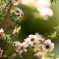 canopy cancer care hawkes bay