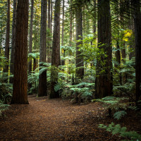 canopy cancer care rotorua redwood
